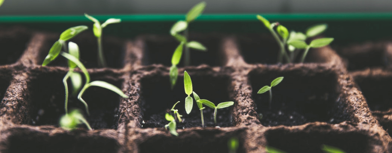 Learn how Gomaterials who are online garden plant suppliers can help your business.