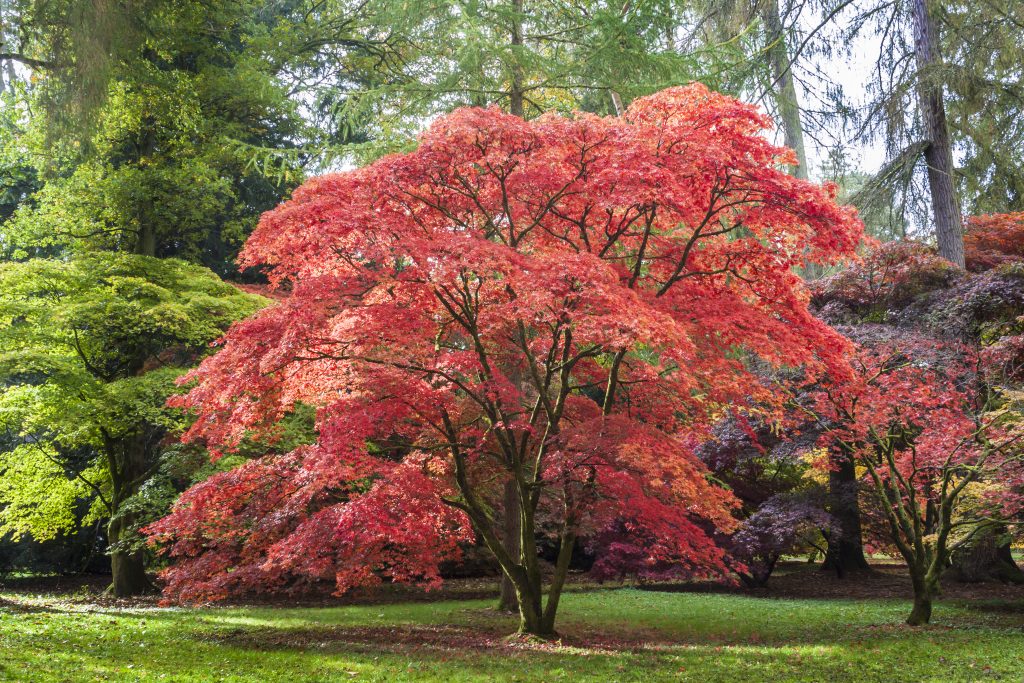 Japanese Maple, also known as Acer Palmatum