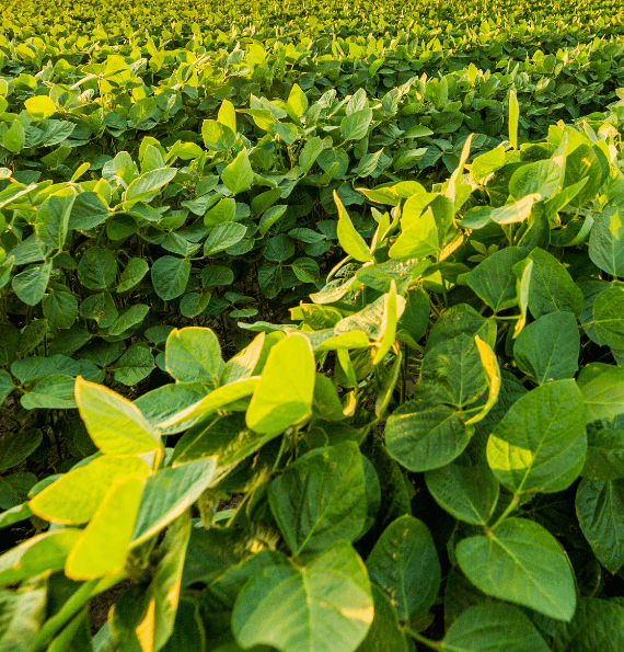Lear how Gomaterials help nursery plant suppliers.