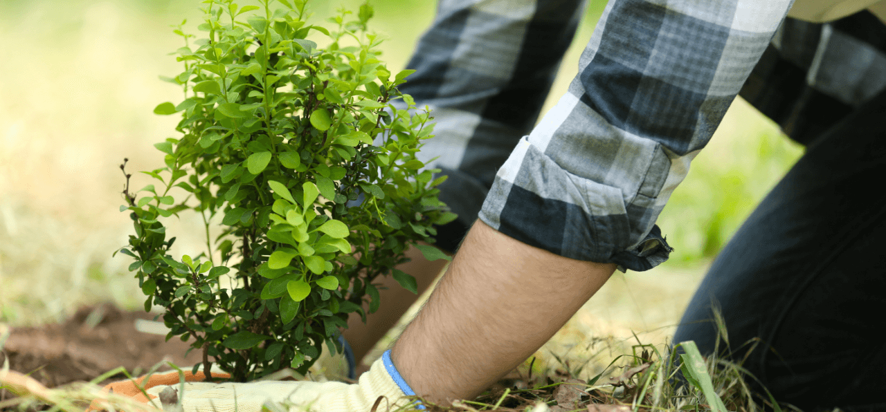 Learn how Gomaterials provide wholesale plant nursery supplies.