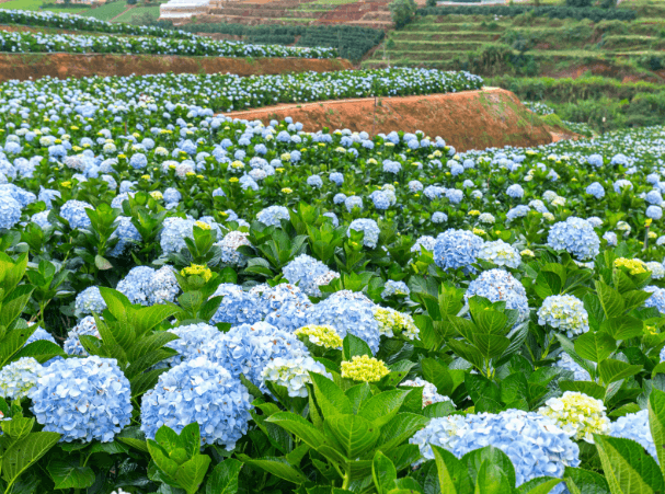 Learn how Gomaterials help garden nursery supplies wholesale