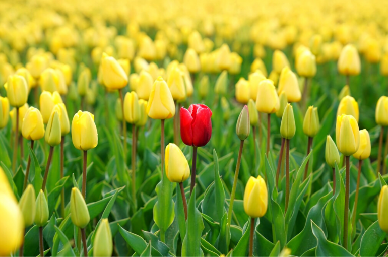 4 Tips to Differentiate Your Landscaping Company