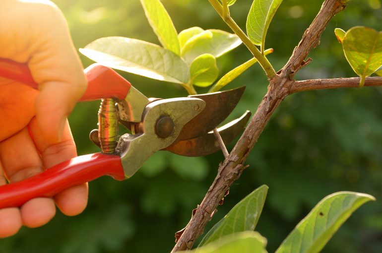 Top 5 Landscape Materials Sourcing Myths Pruned
