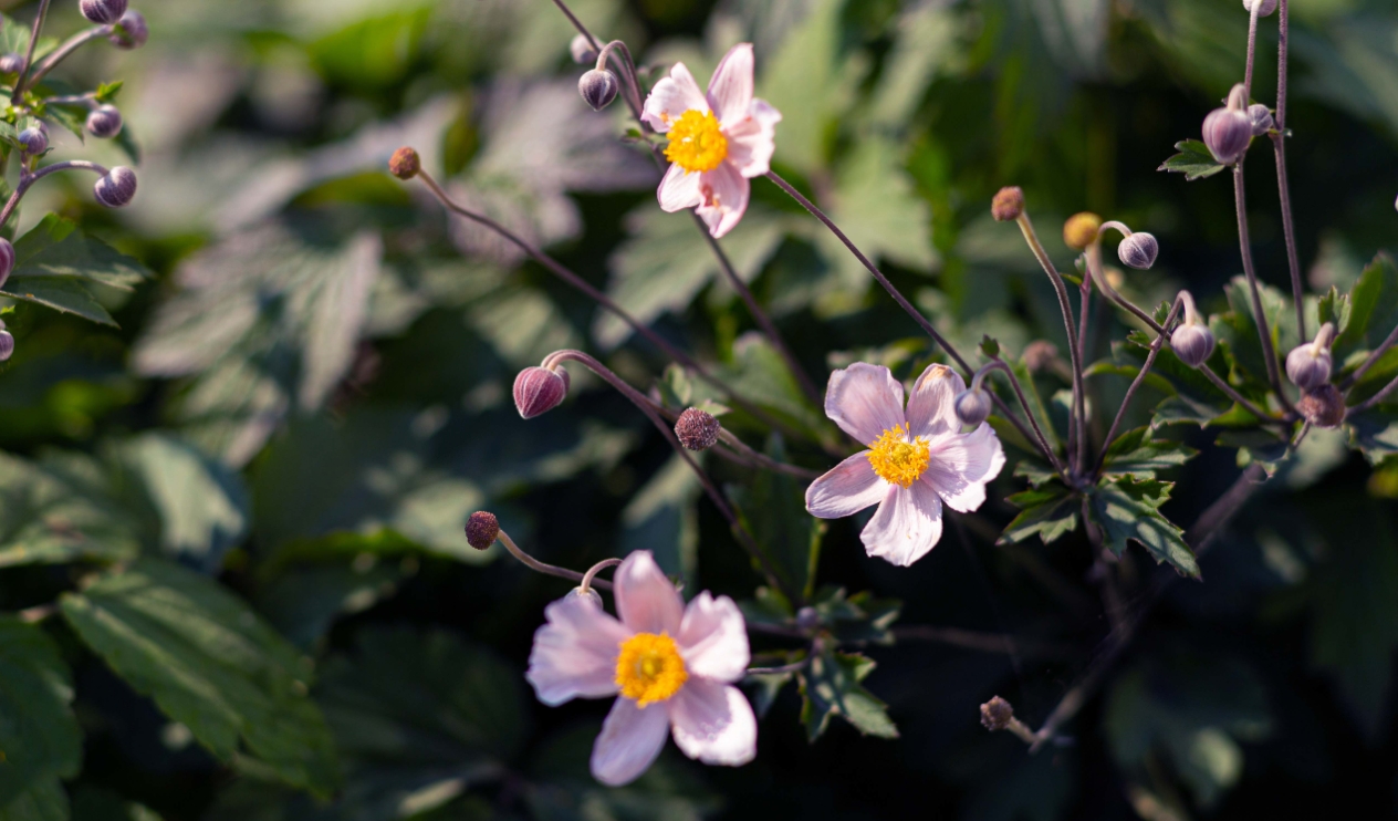 Learn how Gomaterials can help wholesale plants suppliers business.