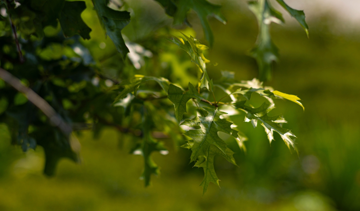 Learn how Gomaterials can grow your sales by bringing yo wholesale nursery supplies.