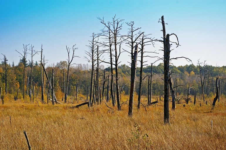 5 Landscape Materials Scares & How to Avoid Them