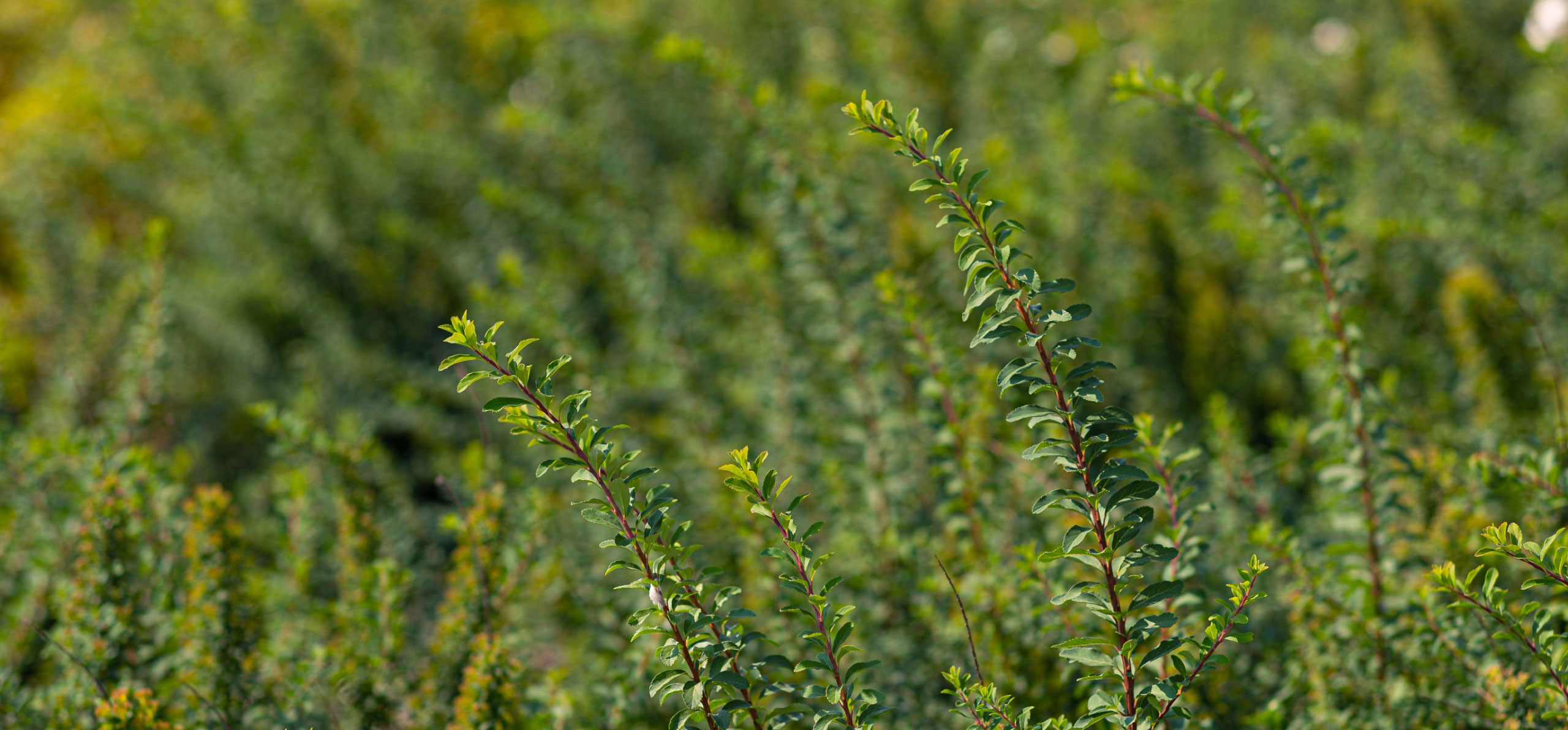Learn how Gomaterials provide wholesale plant nursery supplies.