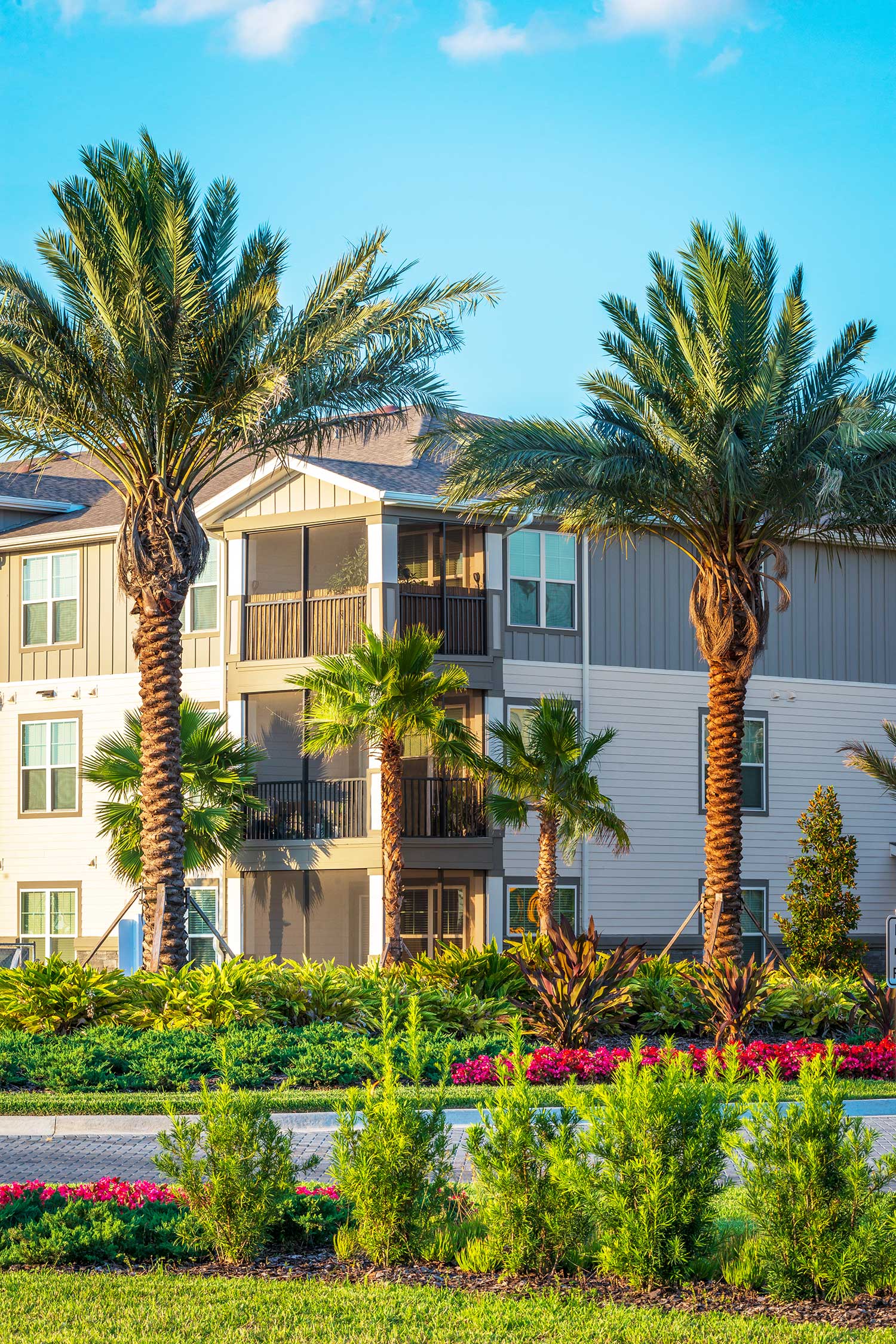 Palms for Landscaping