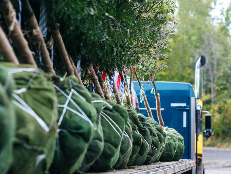 GoMaterials vs. Traditional Tree Broker: 6 Unmatched Services