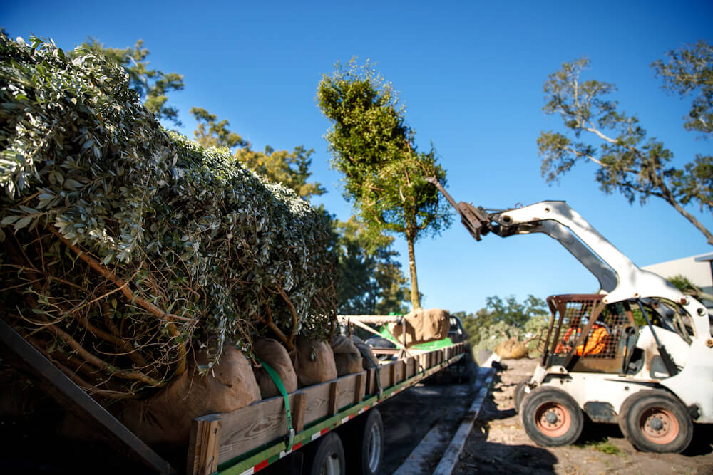 Sous un ciel bleu limpide, une chargeuse compacte soulève un arbre emballé dans de la toile de jute pour le déposer sur une remorque à plateau déjà chargée d'une rangée d'arbres de pépinière cerclés.