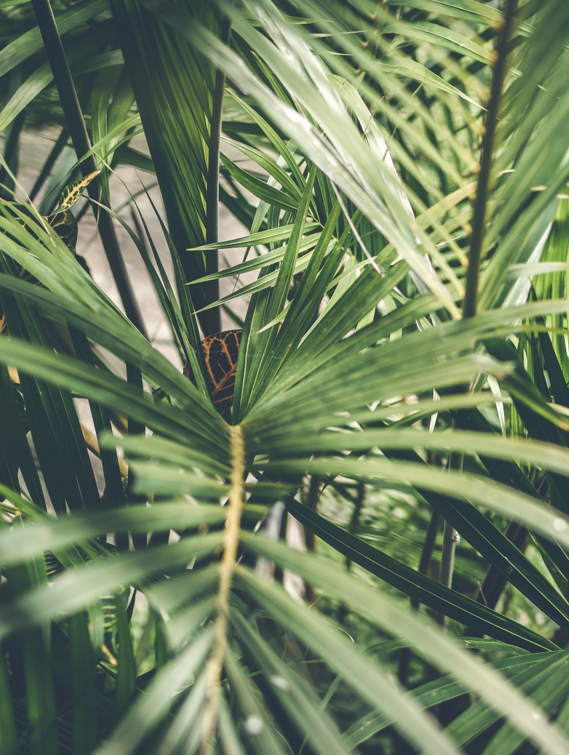 Close-up of palm fronds in a nursery